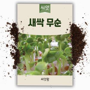 새싹씨앗 무순 새싹채소 무순 키우기