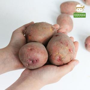 홍감자 빨간감자(중) 10kg
