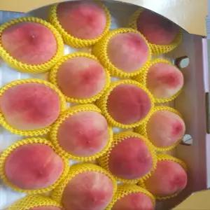 (한번맛보면 다시 찾게되는 나래농원) 조치원꿀복숭아 딱딱이복숭아 백도 4KG 고당도 / 택배비별도