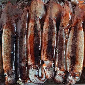 오늘 새벽에 조업한 주문진 국내산 비손질 생물 오징어 10마리 1.2kg 통오징어 통찜용