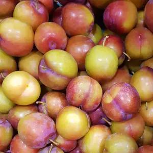새콤달콤한 자두 2kg/4.5kg 여름향기 물씬