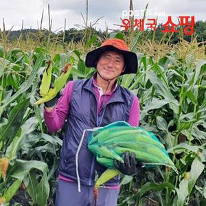 [우체국쇼핑] 25년 황토밭 무안 시골 찰옥수수
