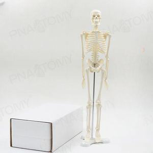 45cm 인체 뼈모형 사람 해골 골격 전신 교육 모델