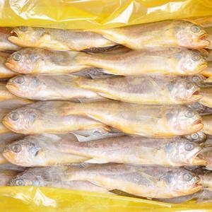 냉동 조기 참조기 3.5kg 내외 40~52마리 내외