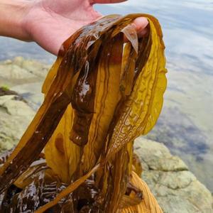 당일채취 꼬들꼬들 싱싱한 통영 생미역 1kg