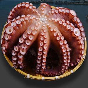 국내산 동해바다 내장제거한 탱글탱글 쫄깃한 자연산 자숙문어 600g