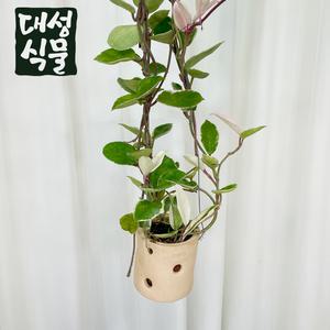 대성식물 꽃피는 호야 카노사 5종 택 1 토분 식재 세트 공중 행잉 인테리어 베란다 식물