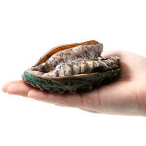 (신선집중) 완도산 활 참전복 특대 1kg 7-9미+세척 솔 증정