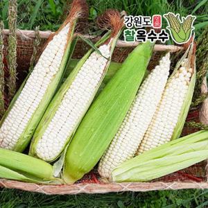 (7/8부터 순차출고)[산지직송]25년 강원도 명물 햇 찰옥수수 27개(17cm이상)