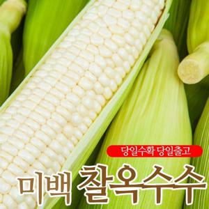[7월7일부터 순차출고][흰댕이]따자마자 보내는 미백 찰 옥수수12개(16cm이상)