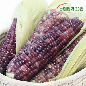 [농협청과33번] 쫀득쫀득 햇 흑찰옥수수 20개 (15cm내외) + 뉴슈가증정