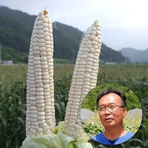 괴산대학찰옥수수 특상품 30개 1박스 당일수확 당일발송 7월중순 순차발송