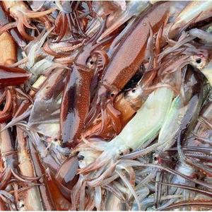 동해안 통 오징어 1kg 7-9미 급랭