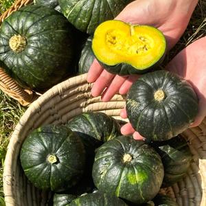제주 미니 단호박 보우짱 10kg (소과/개당120-200g내외)