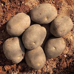 고령 개진 감자 3kg 25~50개 대 20 25년 햇감자 고령 감자 한박스 카스테라감자 분나는감자 분질감자