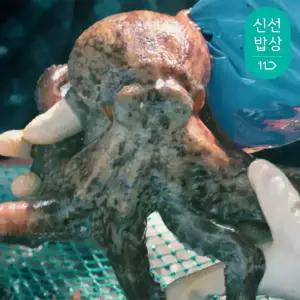 [품질보장]이순신수산 남해안 자연산 돌문어 1kg [2-4미]
