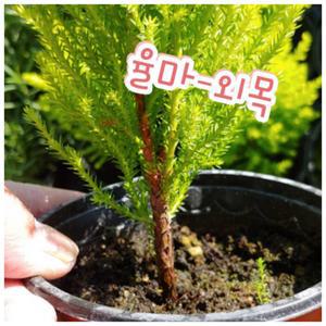 율마-외목/피톤치드 향긋한 향기