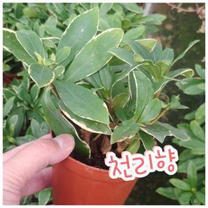 천리향/꽃향기가 천리를 간다하여 천리향이라고