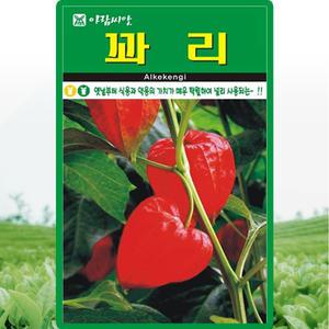 아람종묘 꽈리 씨앗 50립 꽈리씨 약초 종자
