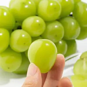 [혜택가 9,710원] 25년 햇 하우스 가정용 샤인머스켓 1kg~2kg 3/4수