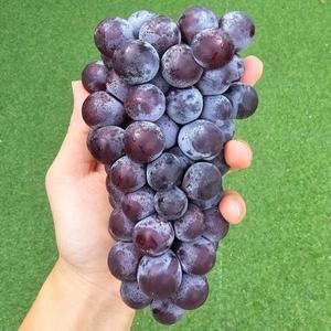 고당도 15브릭스 켐벨포도 1kg 2kg