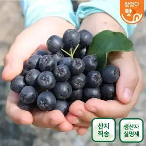 보은두레농장 2025 생 아로니아 생과 5kg 10kg