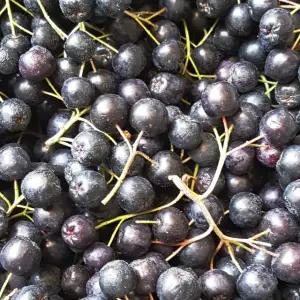 전북 고창 생과 아로니아 특품(줄기제거) 10kg /25년햇과