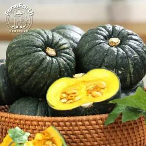 친환경 [25년 햇!] 제주 미니 밤단호박 7kg