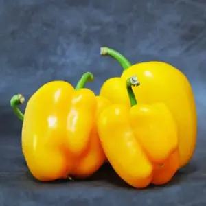 [농협] 못난이 노랑 파프리카 4kg(상품)