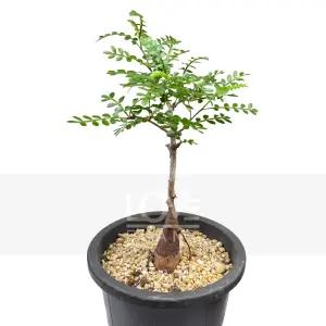 오퍼큐리카야 파키푸스 괴근형줄기 다육 아프리카식물 식물키우기 플랜테리어