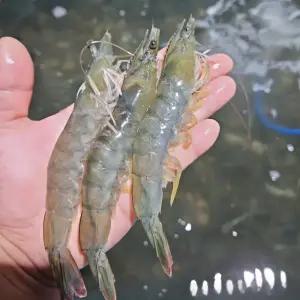 자연애수산 국내산 흰다리 새우 1kg