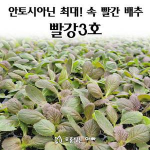 [모종심는아빠] 안토시아닌이 풍부한 속이 빨간 배추 빨강3호 모종3개