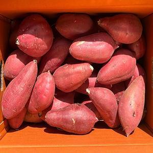 당도폭발! 고창 꿀고구마 3kg (상중사이즈)/ 다이어트용 간편간식
