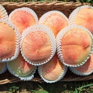 털복숭아 4kg내외 (20과내외/실중량) 말랑이/아삭이 랜덤발송