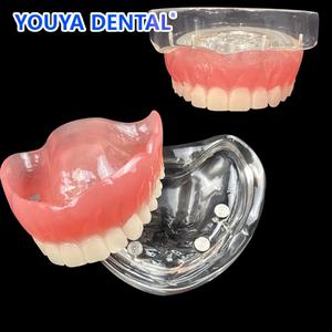 치과재료 가짜이빨 임시치아 치과 상부 Overdenture 치아 모델 자기 흡착 이동식 우수한 하악 학생 의사 데
