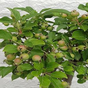 사과나무 - 애기사과나무38