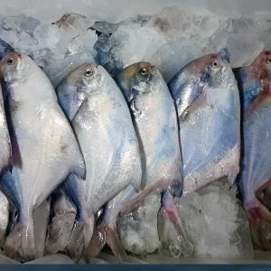  횟감용 비손질 병어 1kg(6-10미)
