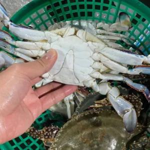 서해안 생물 활 숫꽃게 꽃게 찜 게장 무침 탕 1kg