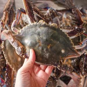 당일조업 태안 제철 활꽃게 숫꽃게 3kg