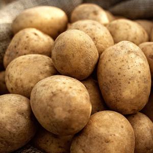 [자연속애] 포슬포슬 충청도 감자 10kg (대/80-100g내외)