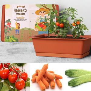 베란다텃밭 채소키우기 화분세트 테라스꾸미기