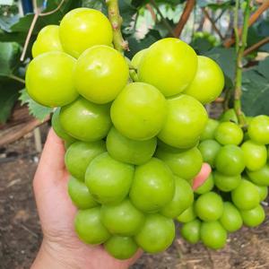 제철 고당도 샤인머스켓 2kg (3-5수)