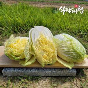 식탐대첩 신선농부들 쌈배추 알배추 600g이상 5통