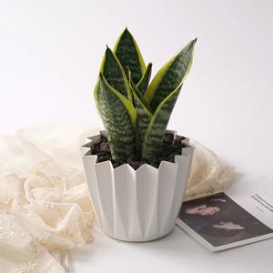 산세베리아(슈퍼바) 스텔라팟 실내공기정화 감성 분갈이 식물 식재 화분