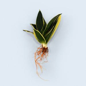 산세베리아 하니 세척 모종 소형 수경재배 인테리어 실내 공기정화 키우기쉬운 식물