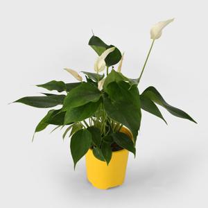 반데롤라 카바 싱그러운 소형 공기정화 인테리어 식물 모종