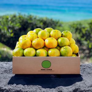 절정의 11브릭스의 고당도 제주 하우스 감귤 귤