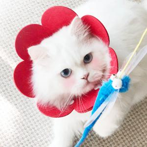 아기 고양이 강아지 소형견 중성화 수술 천 펠트 부직포 넥카라 깔때기