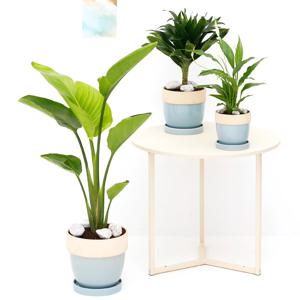 여인초 콤펙타 스파트필름 3종 도토리 화분 세트 실내공기정화식물