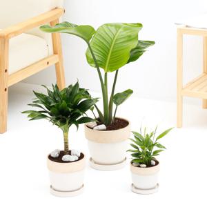 여인초+콤펙타+스파트필름 3종 세트 실내공기정화식물